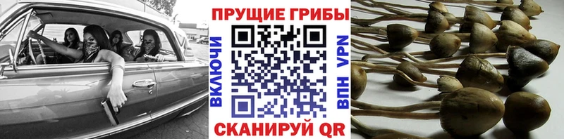 сколько стоит  Плёс  Галлюциногенные грибы прущие грибы 